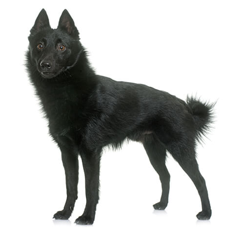 Belgian schipperke cheap